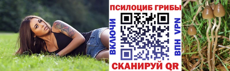 Галлюциногенные грибы Psilocybe  Дербент 